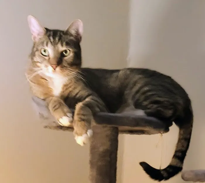 Washington Park Veterinary Clinic 8