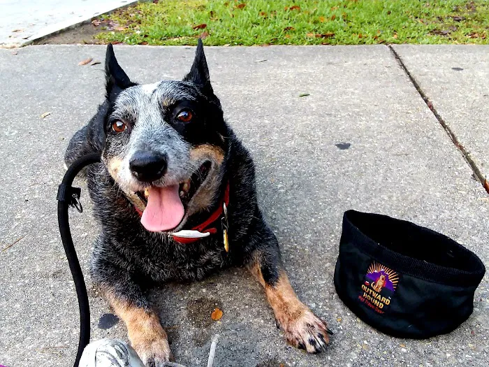 The Center for Animal Wellness 2