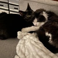 Adams County Animal Hospital ico