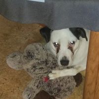 Arvada Veterinary Hospital ico