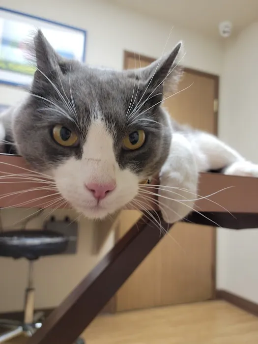 Arrowhead Animal Hospital 8