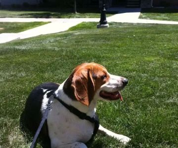 Banfield Pet Hospital