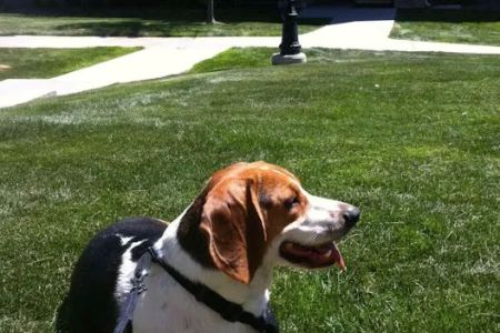 Banfield Pet Hospital