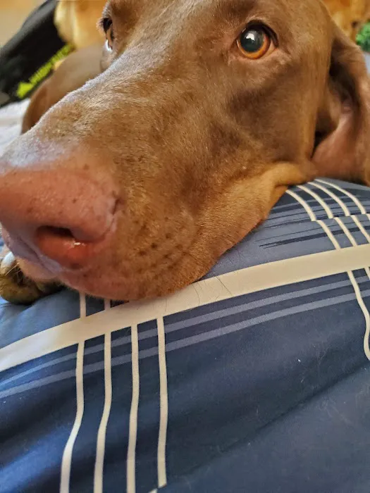 Banfield Pet Hospital 9