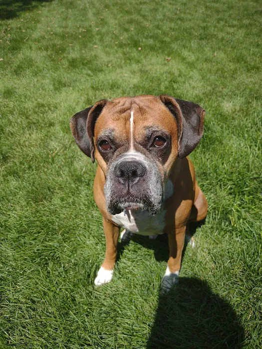 Community Pet Hospital, Washington 12