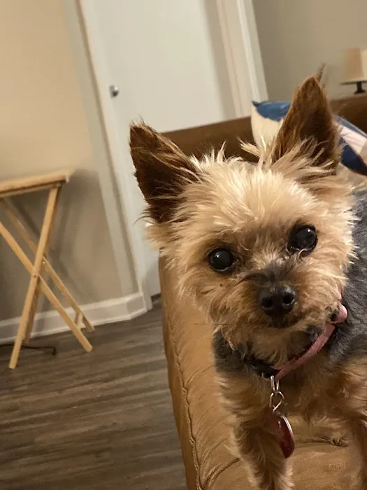 Community Pet Hospital, Washington 12