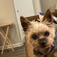 Community Pet Hospital, Washington ico