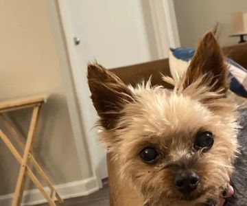 Community Pet Hospital, Washington