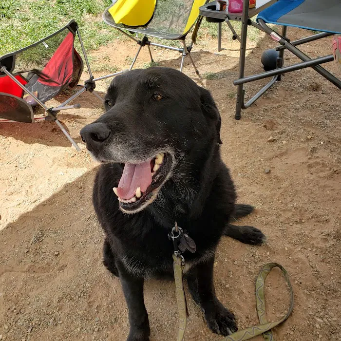 Community Pet Hospital, Washington 12