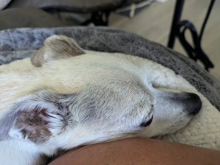 Community Pet Hospital, Washington 12