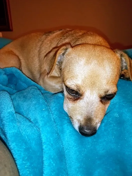 Community Pet Hospital, Washington 12