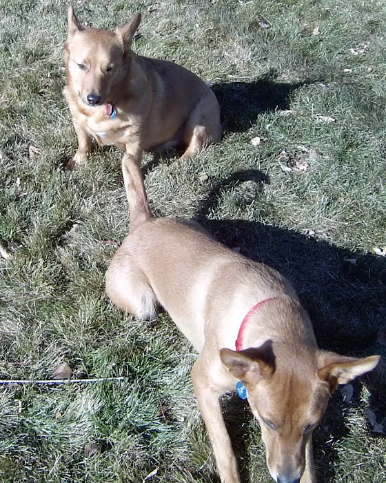 Community Pet Hospital, Washington 12