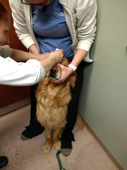 VCA Littleton Animal Hospital 12