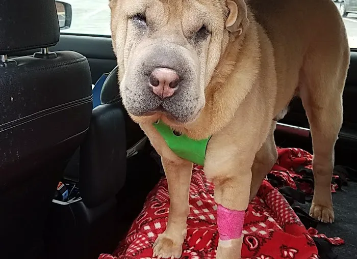 Just for Paws Veterinary Hospital 7