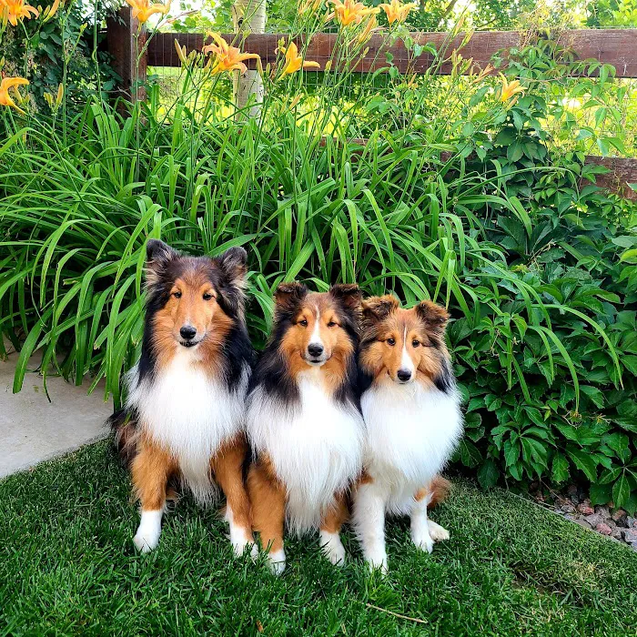 Just for Paws Veterinary Hospital 8