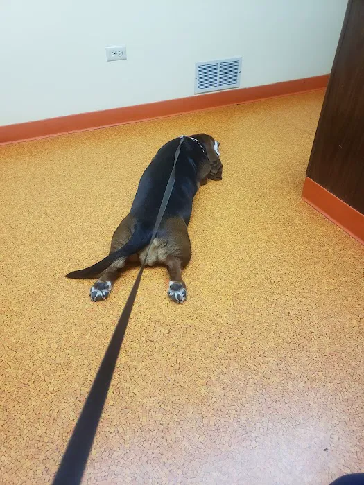 Academy Veterinary Hospital 12