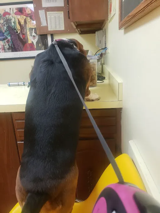 Academy Veterinary Hospital 12
