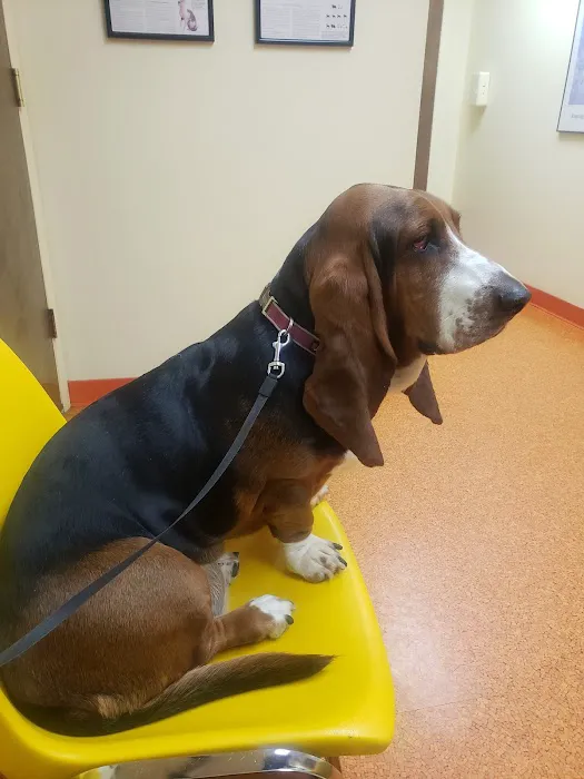 Academy Veterinary Hospital 12