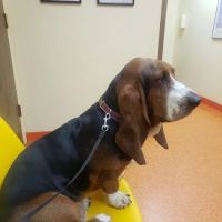 Academy Veterinary Hospital ico