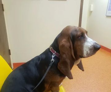 Academy Veterinary Hospital