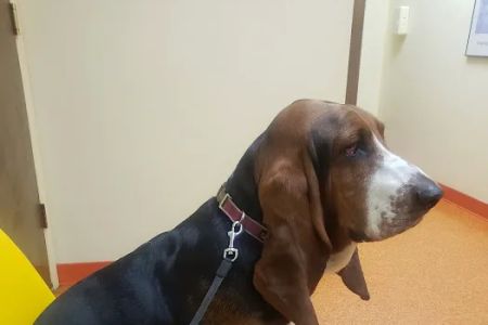 Academy Veterinary Hospital