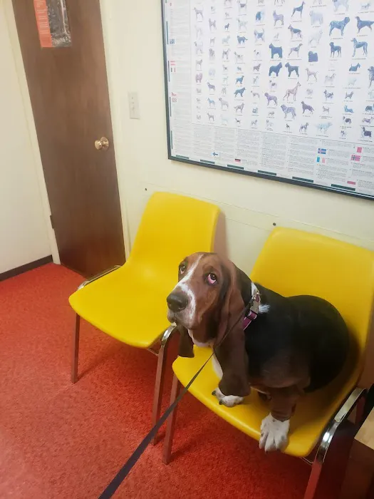 Academy Veterinary Hospital 12