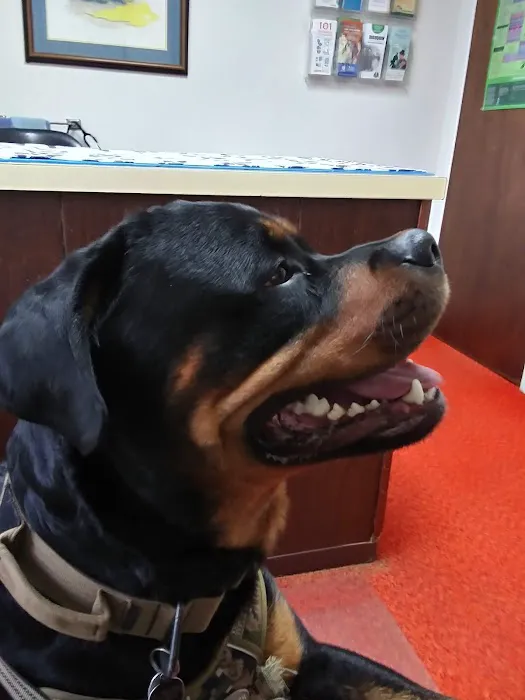 Academy Veterinary Hospital 12