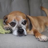 VCA Dakota Ridge Animal Hospital ico
