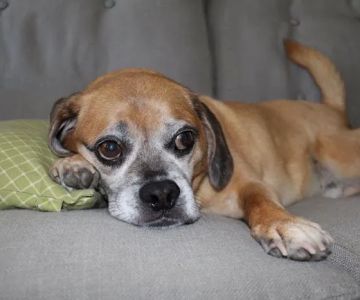 VCA Dakota Ridge Animal Hospital