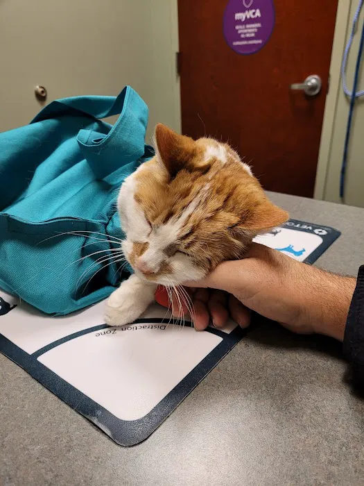 VCA Dakota Ridge Animal Hospital 7