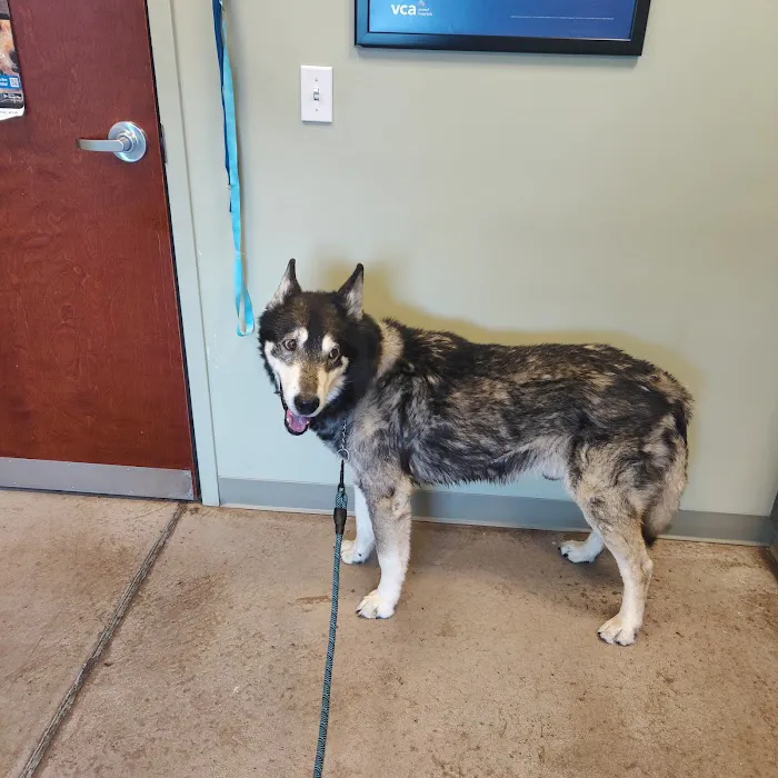 VCA Dakota Ridge Animal Hospital 4
