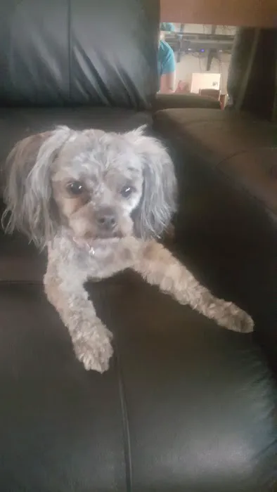 Brentwood Animal Hospital 8