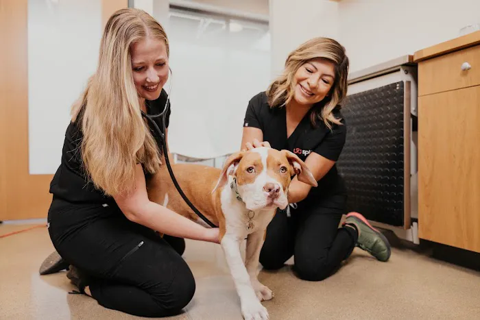 Sploot Veterinary Care - Highlands Ranch 12