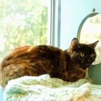 Overland Animal Hospital ico