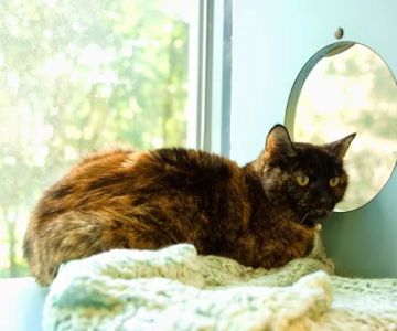 Overland Animal Hospital