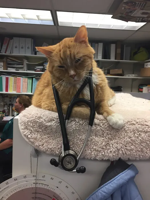 VCA Aspenwood Animal Hospital 12