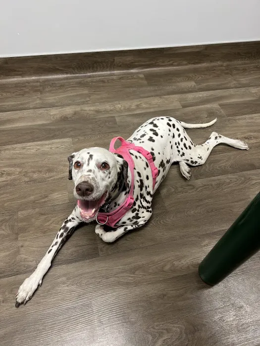 VCA Aspenwood Animal Hospital 12