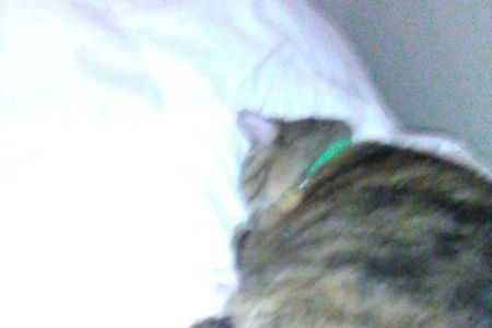 Mile High Mobile Veterinary Services