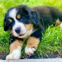 Pets On Broadway Animal Hospital ico