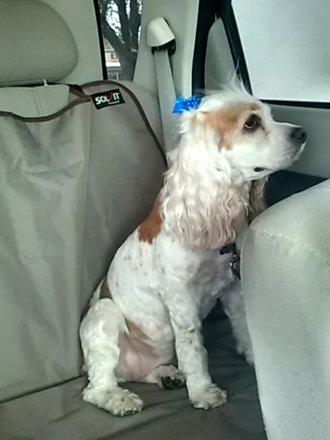 Pets On Broadway Animal Hospital 3