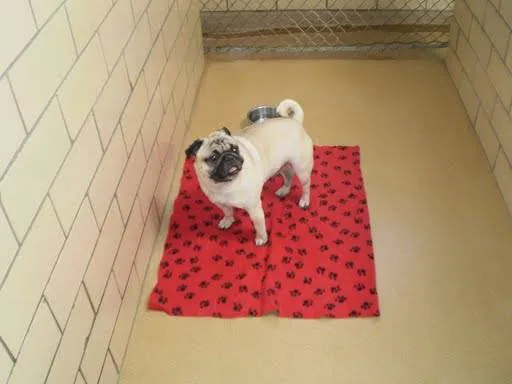 Cherrelyn Animal Hospital 10