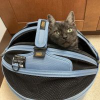 Park Animal Hospital and Wellness Center ico