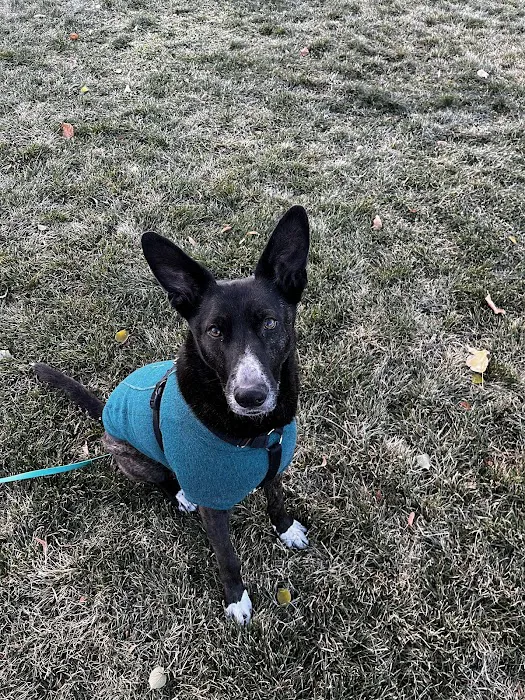 Sploot Veterinary Care - Greenwood Village 12