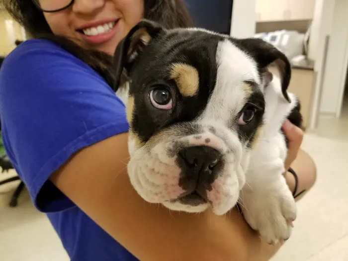 VIDA Veterinary Care - Centennial 12