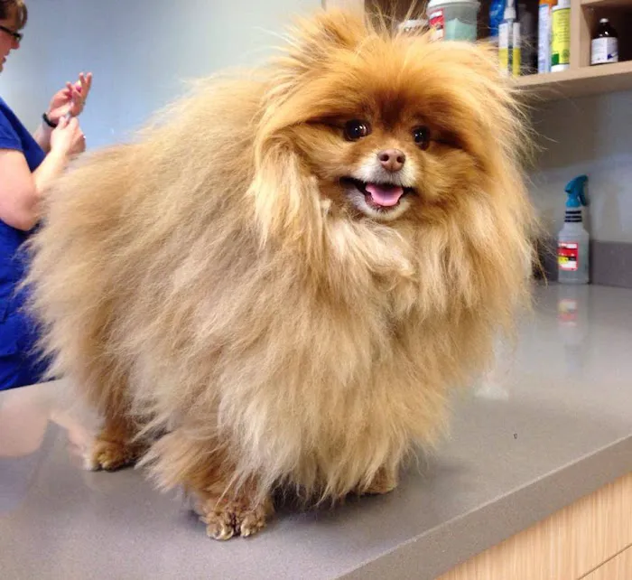 VIDA Veterinary Care - Centennial 12