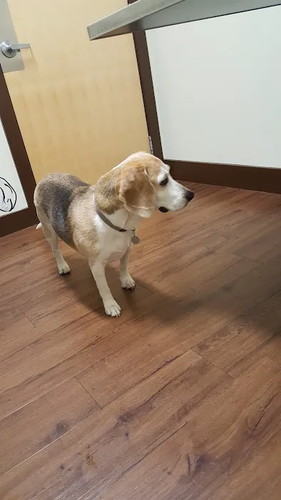 All About Paws Veterinary Services 2