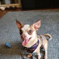 All About Paws Veterinary Services ico