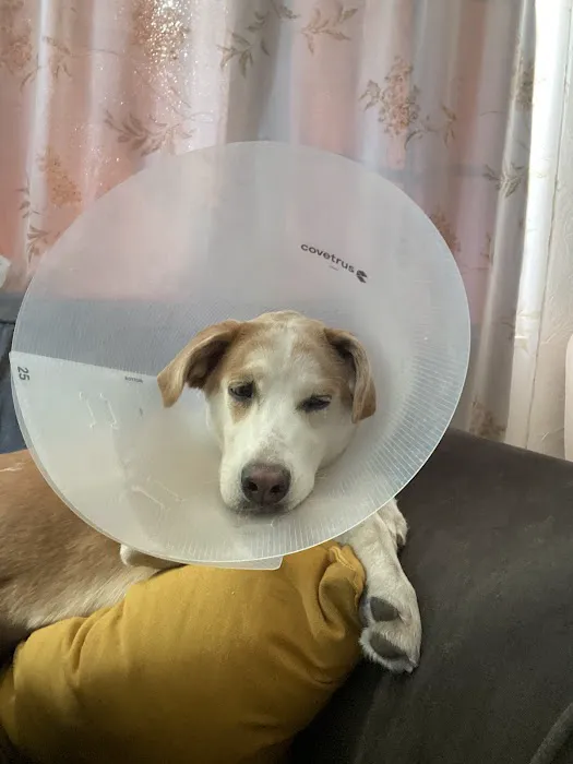 All About Paws Veterinary Services 3
