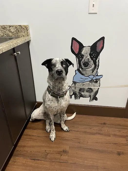 All About Paws Veterinary Services 8