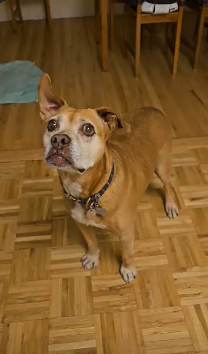 All About Paws Veterinary Services 5